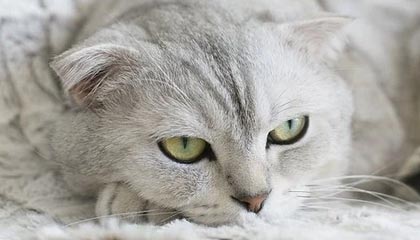 爱游戏下载_ 最佳选手评选：电竞界的新风向标，爱游戏ag