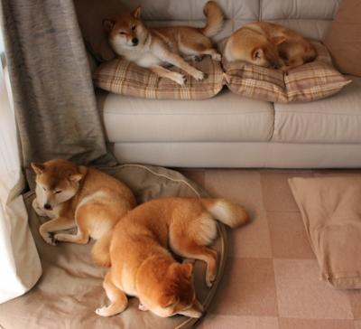 “世界巡回：穿越五大洲的极限速度之旅”