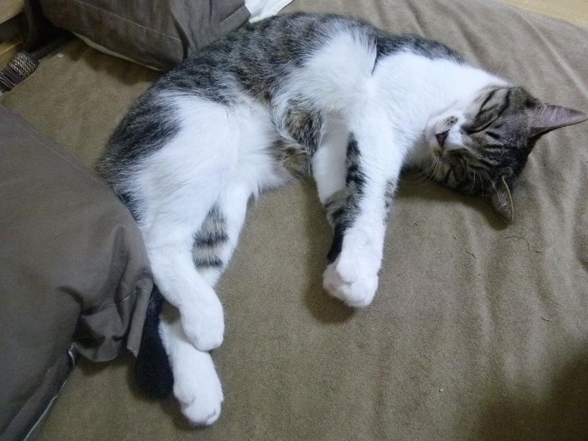 “中国足球职业联赛新纪元：多样化发展”，中国实行足球职业联赛