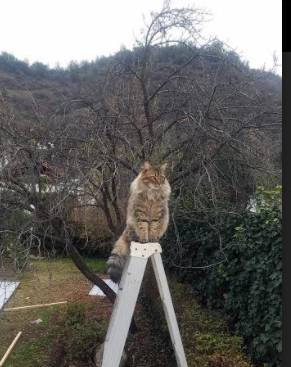 “意甲逆境奋起，追逐欧战梦想”，意甲争4