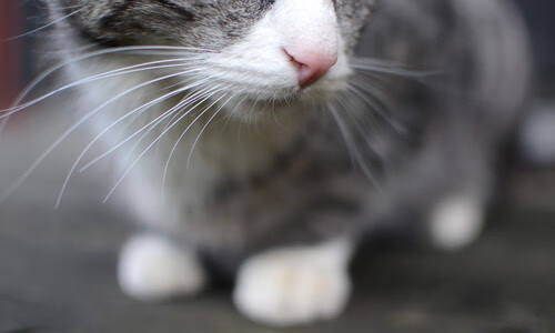 中国篮球运动赛事安全保障，中国篮球协会审定的最新《篮球竞赛规则》