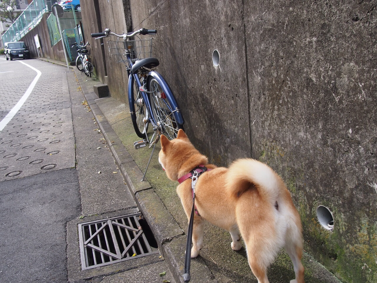 中国足球职业联赛球员行为规范强化,中国足球队员规划