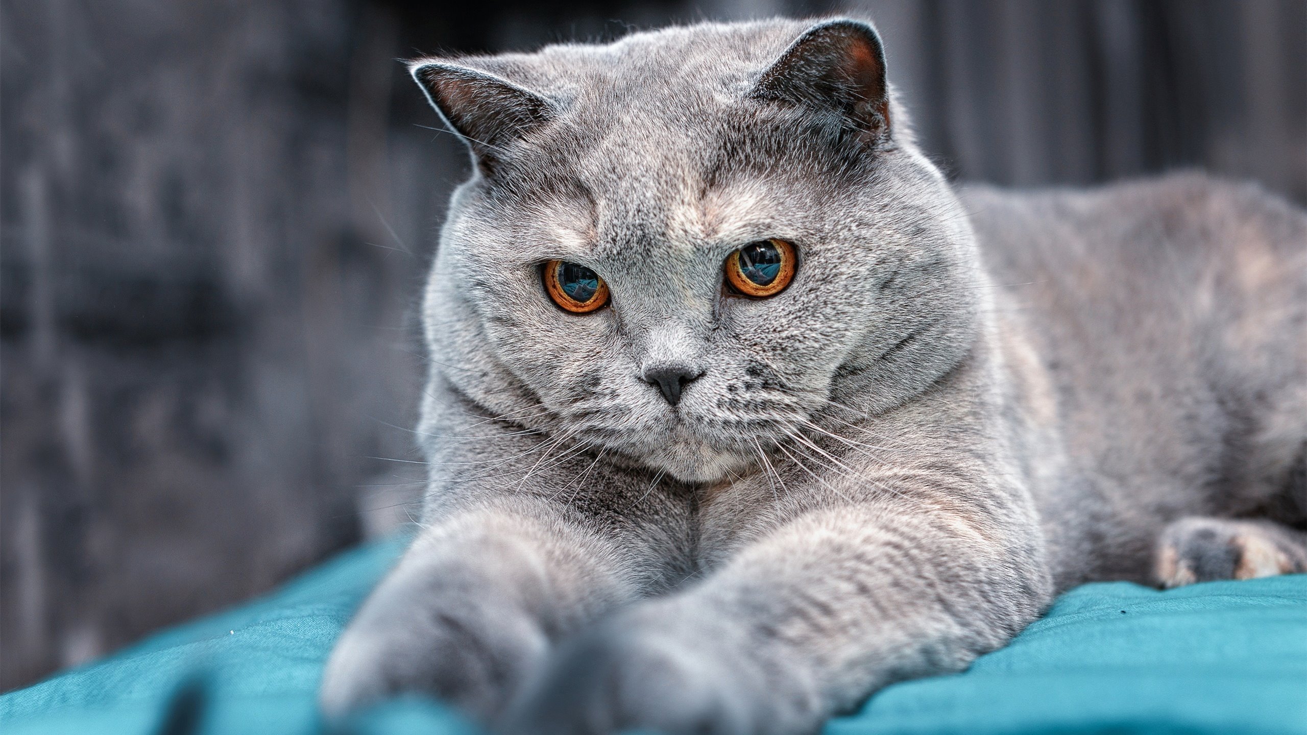 比利亚雷亚尔客场告捷,取得宝贵三分,比利亚雷亚尔吧