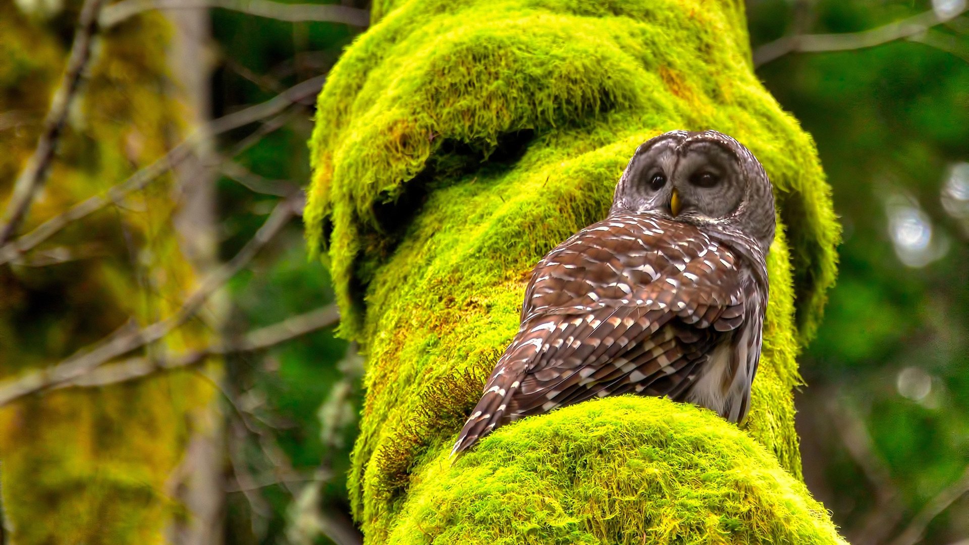 蒙彼利埃逆转取胜，继续向法甲前十迈进，蒙彼利埃法甲夺冠阵容