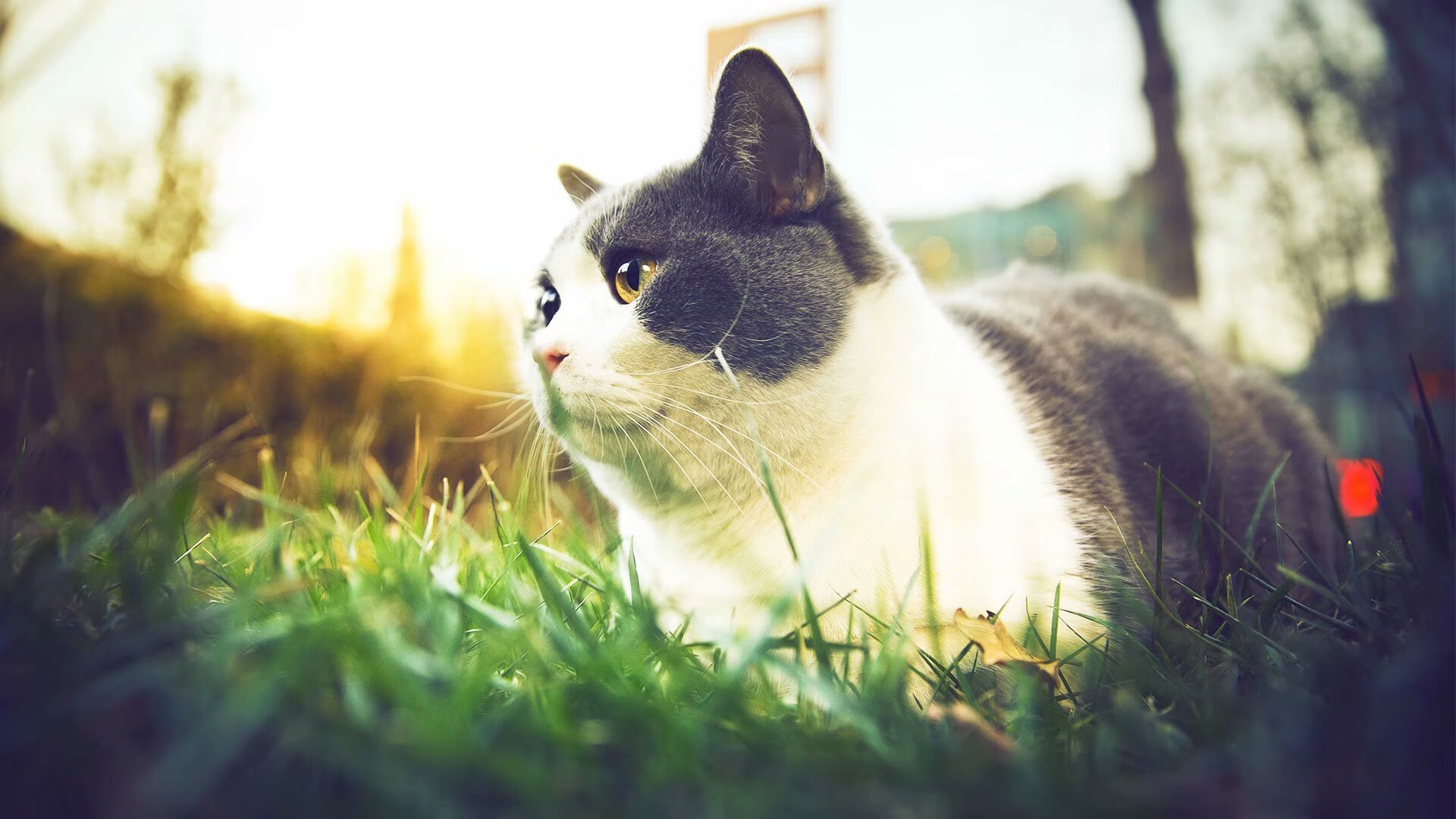 马竞是否会因阵容老化失去竞争力,马竞出场阵容