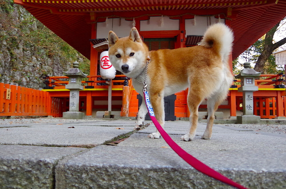 NBA联盟跨国投资布局与国际商业价值扩展,nba联盟靠什么赚钱