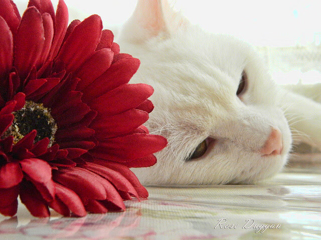 全国男子篮球邀请赛广东队大胜晋级，广东男子篮球联赛2021重启