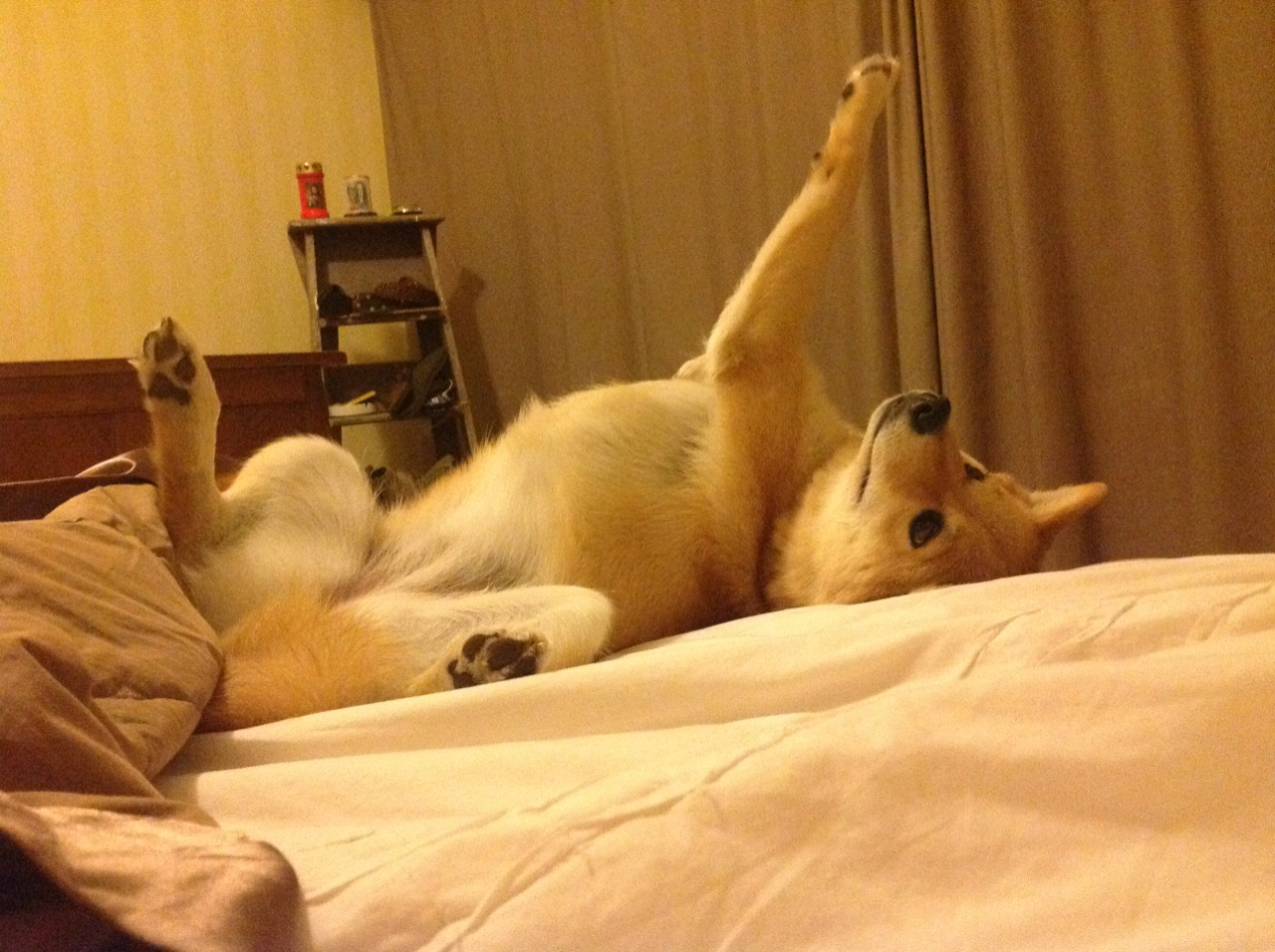 中美蝶泳稳定性对比:谁更能顶住后程压力?,美国蝶泳选手