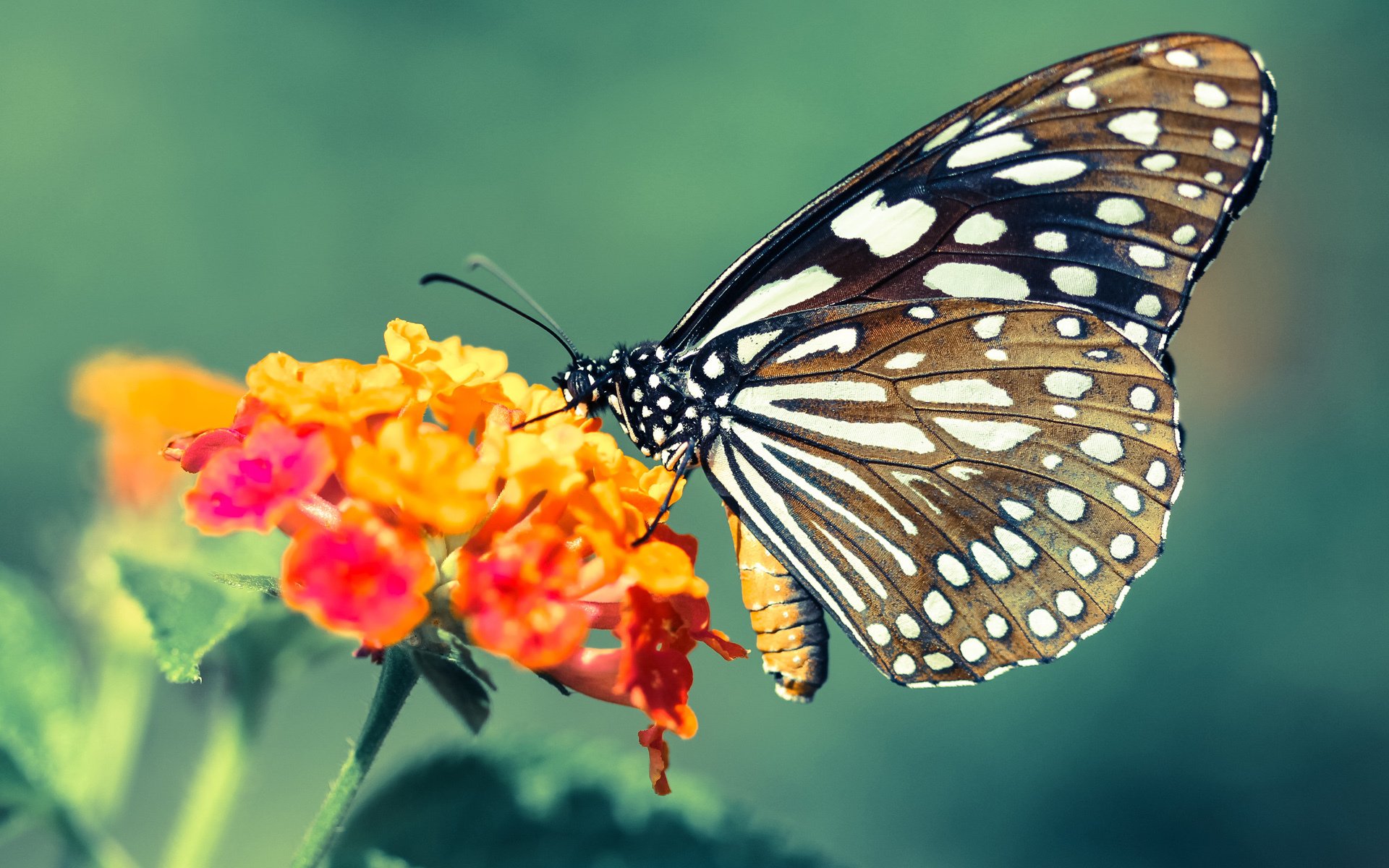 中国香港队赛制解析:如何通过规则适应全球赛场的挑战,香港的比赛