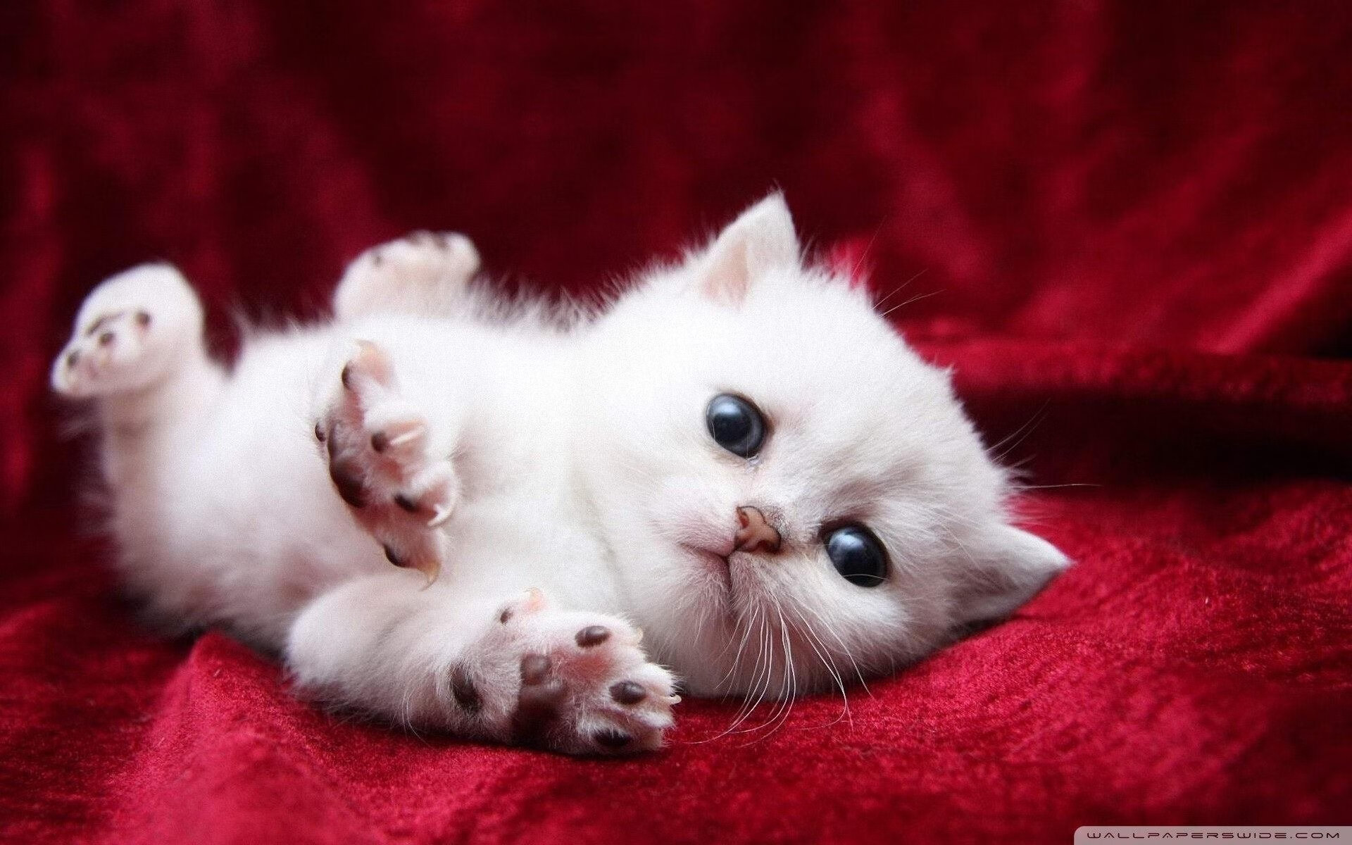 全国青少年自行车联赛倡导绿色出行，2021全国青少年自行车锦标赛