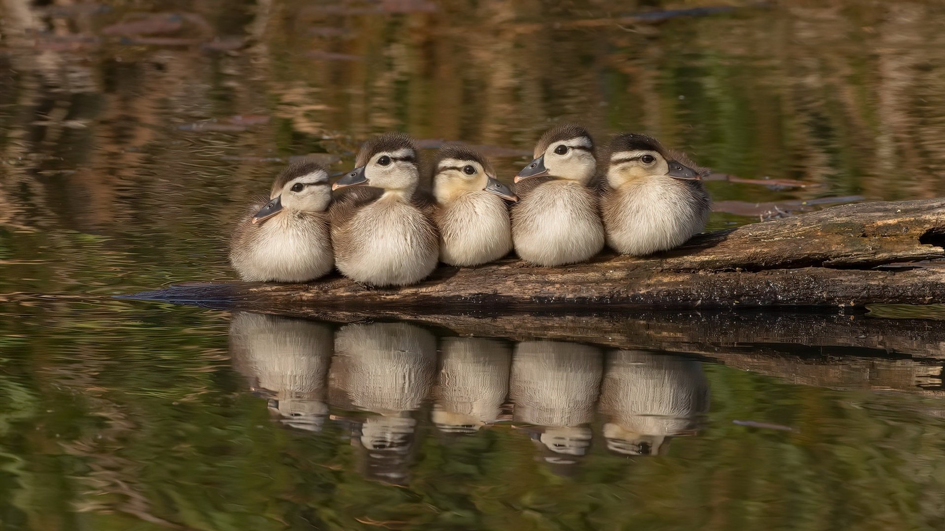 美国队在国际乒联混合团体世界杯中的战术创新与技术结合，美国乒乓球赛事