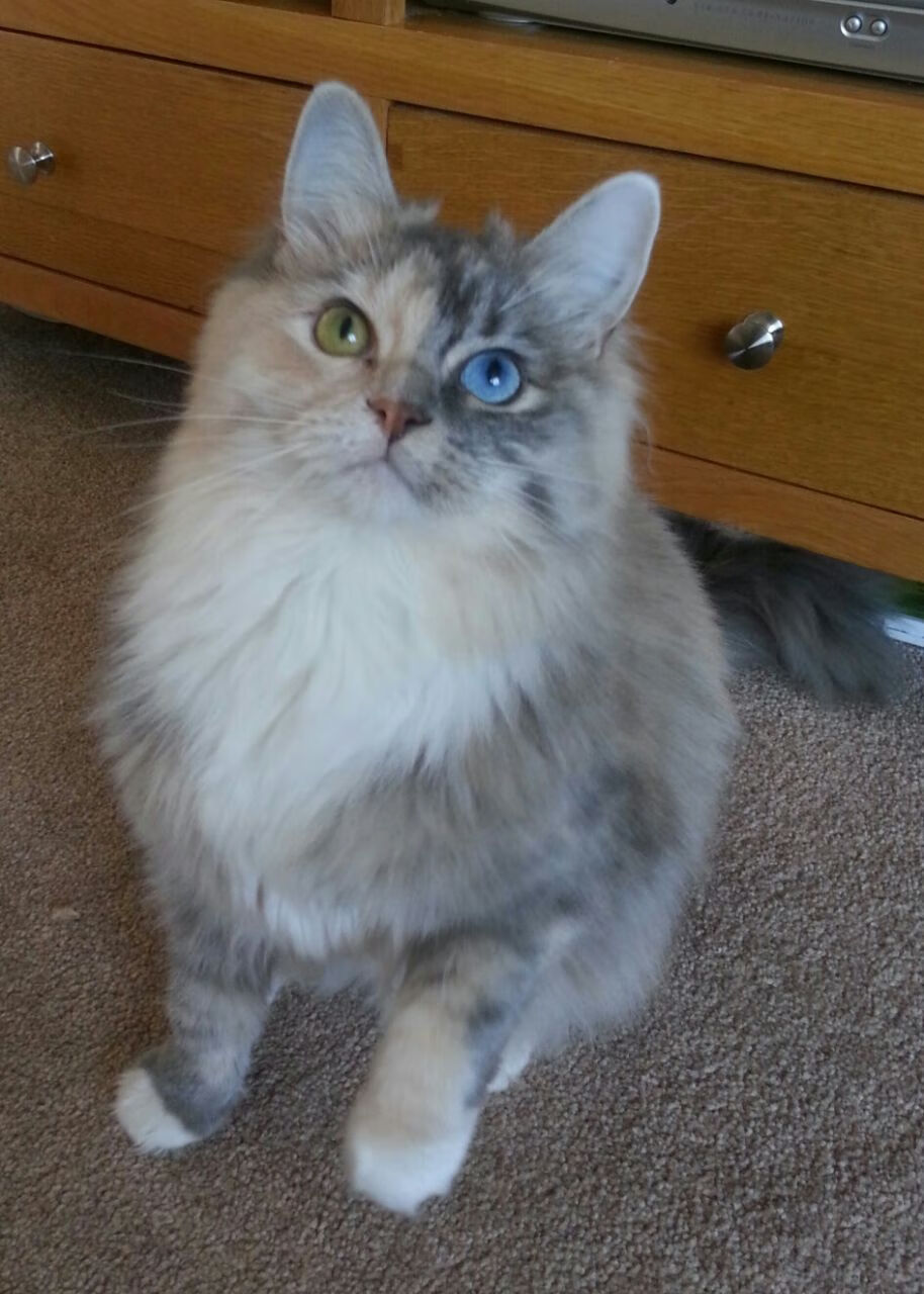 老鹰主场连胜状态持续火热，老鹰队主力