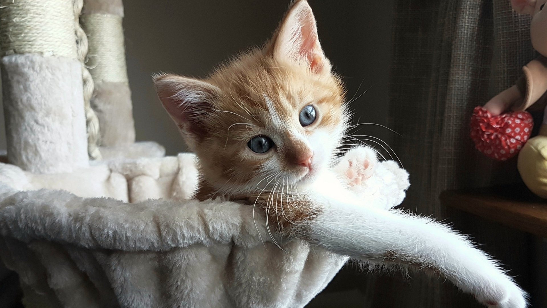 麦金托什女子800米自由泳赛道亮点频现，加拿大游泳运动员麦金托什